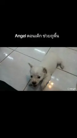 Angel ตอนเล็ก จากช่อง Devil & Angel แบรนด์ขายเสื้อ #เสื้อผ้าแฟชั่น #เสื้อยืด  #เสื้อยืดชาย #เสื้อยืดหญิง  #เสื้อแบรนด์Devil&Angel