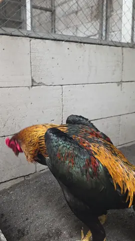 #ARJUNAJAYAFARM🐓🦋🥁🥁🥁 