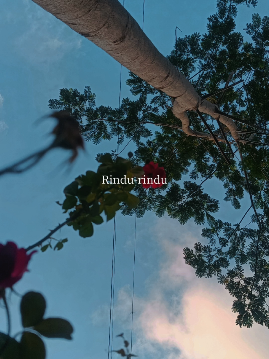 Bulan diranting cemara #CapCut #bulandirantingcemara #laguviral #fyppppppppppppppppppppppp 