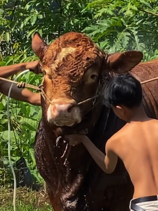 Sapi siap kurban, bobot mantap harga bersahabat!” #jualsapi #sapisuper #sapisimental #sapilimosin 