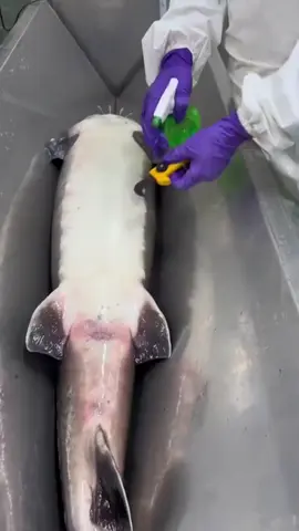 #الشعب_الصيني_ماله_حل😂😂 