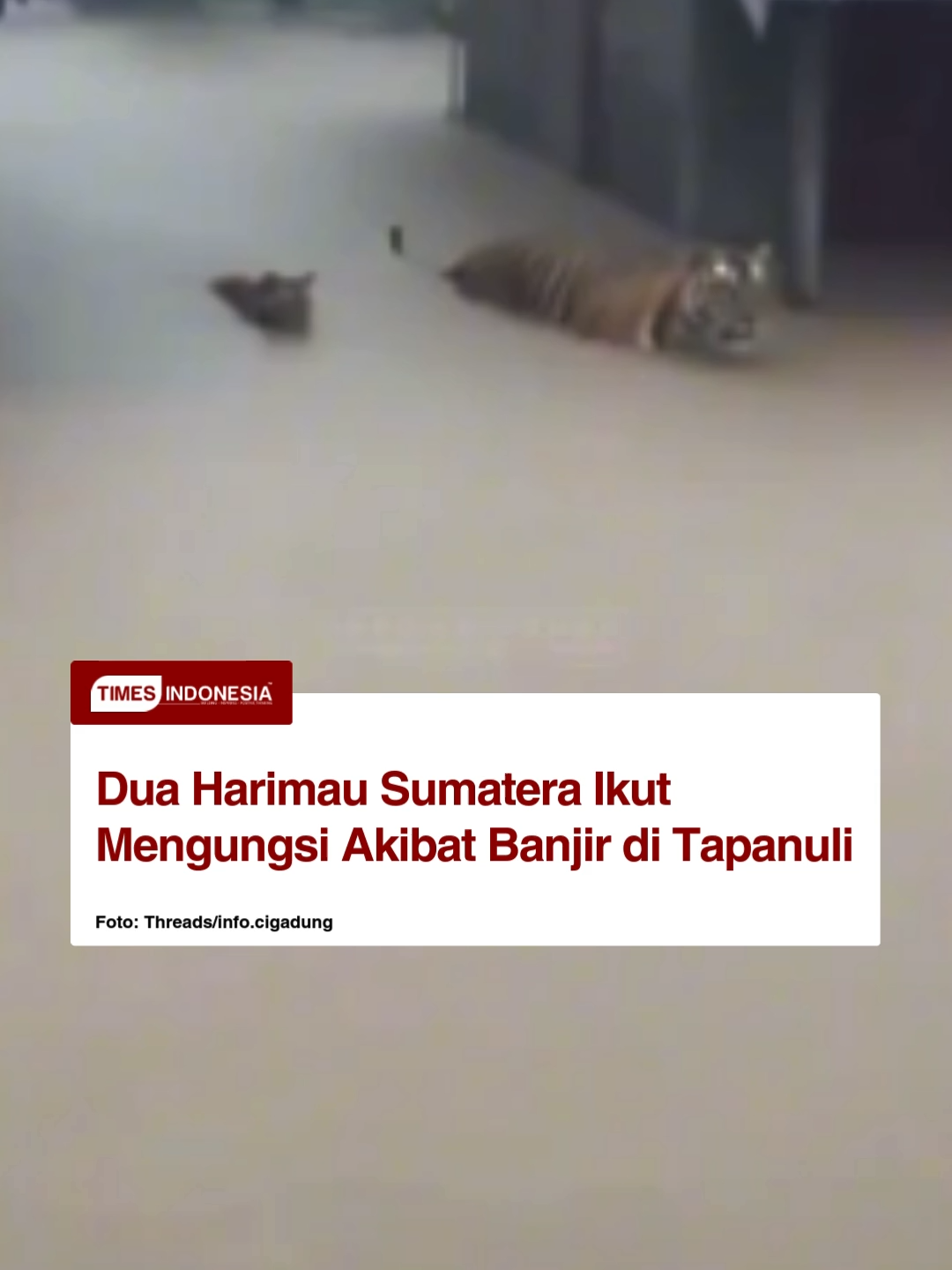 Banjir bandang yang melanda Sibolga dan Tapanuli Tengah pada 24–25 November 2025 mengguncang kehidupan warga — permukiman dan jalan tersapu air, akses terputus, banyak rumah dan lahan terendam. Di tengah kondisi darurat itu, beredar klaim mengejutkan: dua harimau besar hutan konon berjalan di tengah genangan air di kawasan pemukiman, diduga karena habitat mereka terendam dan satwa mencari lokasi aman. Warga yang merekam sempat panik namun tetap menjaga jarak, dan laporan sudah disampaikan ke petugas konservasi serta aparat setempat. Hingga saat ini belum ada konfirmasi resmi dari media atau lembaga konservasi soal keberadaan harimau. apakah menurutmu klaim ini perlu segera ditelusuri lebih lanjut dan diinvestigasi agar semua pihak mendapat kejelasan? FAB #banjirsibolga #tapanulitengah #satwaliar #suarabencana #floodsumut #konservasiindonesia #sumaterautara