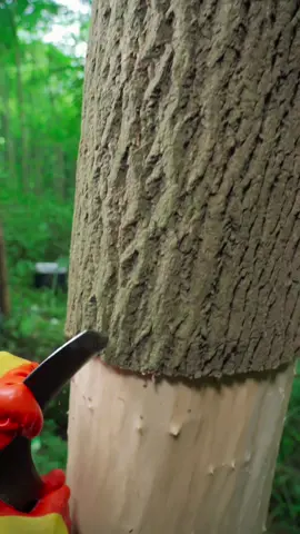 Bark peeling ASMR#satisfyingvideo #oddlysatisfying #satisfyingtiktok #woodworker #peel  