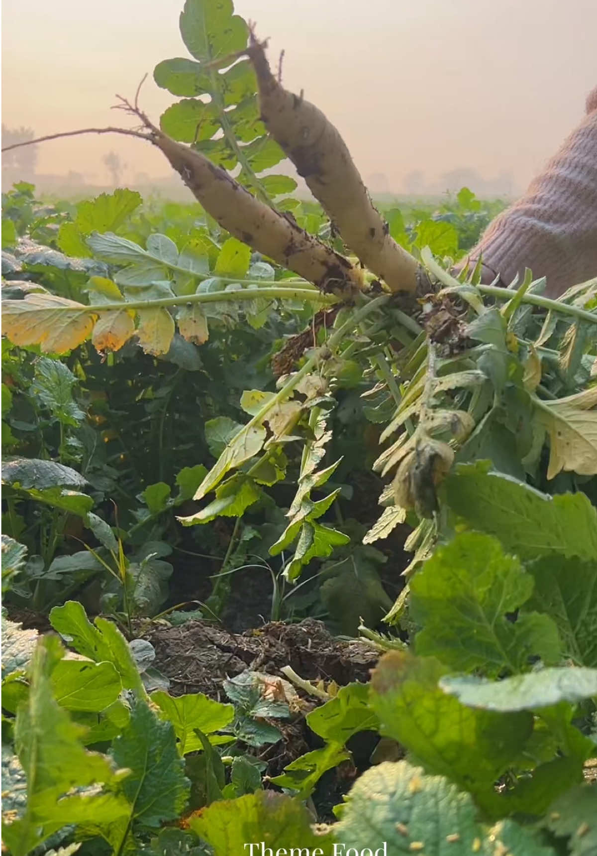 Part 146 Muli Wala Paratha 🫓😋#theamfood2 #trandingvideo #viralvideos #DesiFood 