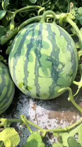 asmr watermelon #food #fyp 