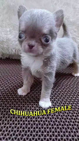 CHIHUAHUA BETINA BANDUNG #chihuahua  #chihuahuabandung  #anjingkecil  #anjinglucu  #chihuahuajakarta 