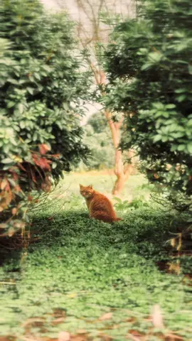 私は猫をしあわせと呼ぶ。