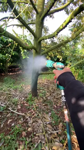 thời tiết lạnh lạnh sịt thuốc bao tê luôn các bác..🥰#47daklak #nôngnghiệp #xuhuong #sầuriêng #nôngdân 