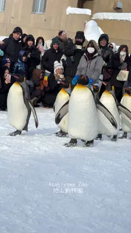 ไปฮอกไกโดตอนหน้าหนาวต้องแวะ  Asahiyama Zoo 旭山動物園 จริงๆค้าบ น้อนๆน่ารักมากก 🥹🫶🏻 #hokkaido #japan #fyp #animals #เปิดการมองเห็น 