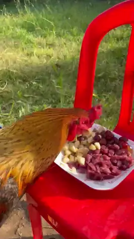 ស្រួលចិញ្ចឹមណាស់❤️❤️❤️