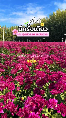 ใกล้เปิดทุ่งแล้วว พบกันวันแรก 13 ธันวาคมนี้ 📸🥰  @ทุ่งดอกไม้ชมฟรี ใกล้กรุงเทพ  @ทุ่งดอกไม้ชมฟรี ใกล้กรุงเทพ  #ที่เที่ยวใกล้กรุงเทพฯ #ทุ่งดอกไม้ #ทุ่งสวรรค์ตะวันฉาย #คลองหลวง 
