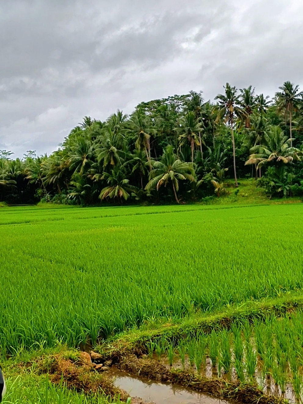 enakeun musikna 🎼 #sawahpedesaan 