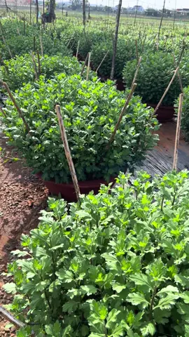 Cảm ơn vì đã ở lại,cảm ơn vì luôn đối sử nhẹ nhàng với anh ❤️ ❤️2023-2024-2025❤️ #xuhuong #anhnongdan #hanhphuc #yeuthuong #tet2026 