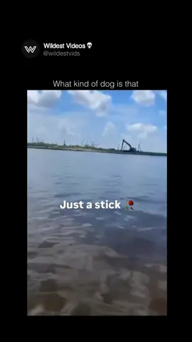 #funnyvideos #funny #meme #fyp #foryoupage