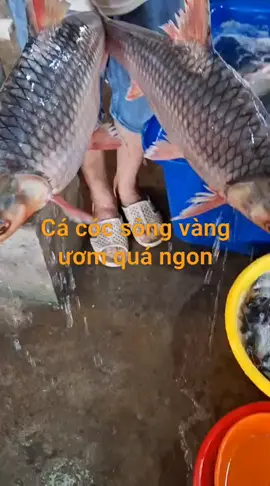 #cásôngthiênnhiên #ẩmthực #nhàhàng #kháchsạn#quánăn