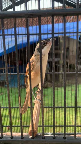 Persiapan di era gempuran 2026 #kicaumania #cendet 