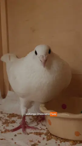 А что себе придумываете вы?)