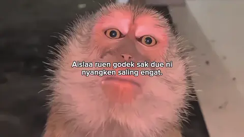 aislaaa.. #katakatalombok #katasad #fyflombok #fypシ゚tiktoklombok #storylombok 