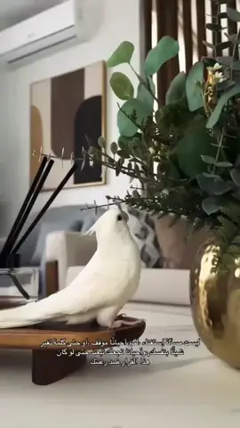 حقيقة#اكسبلور #اكسبلورر 