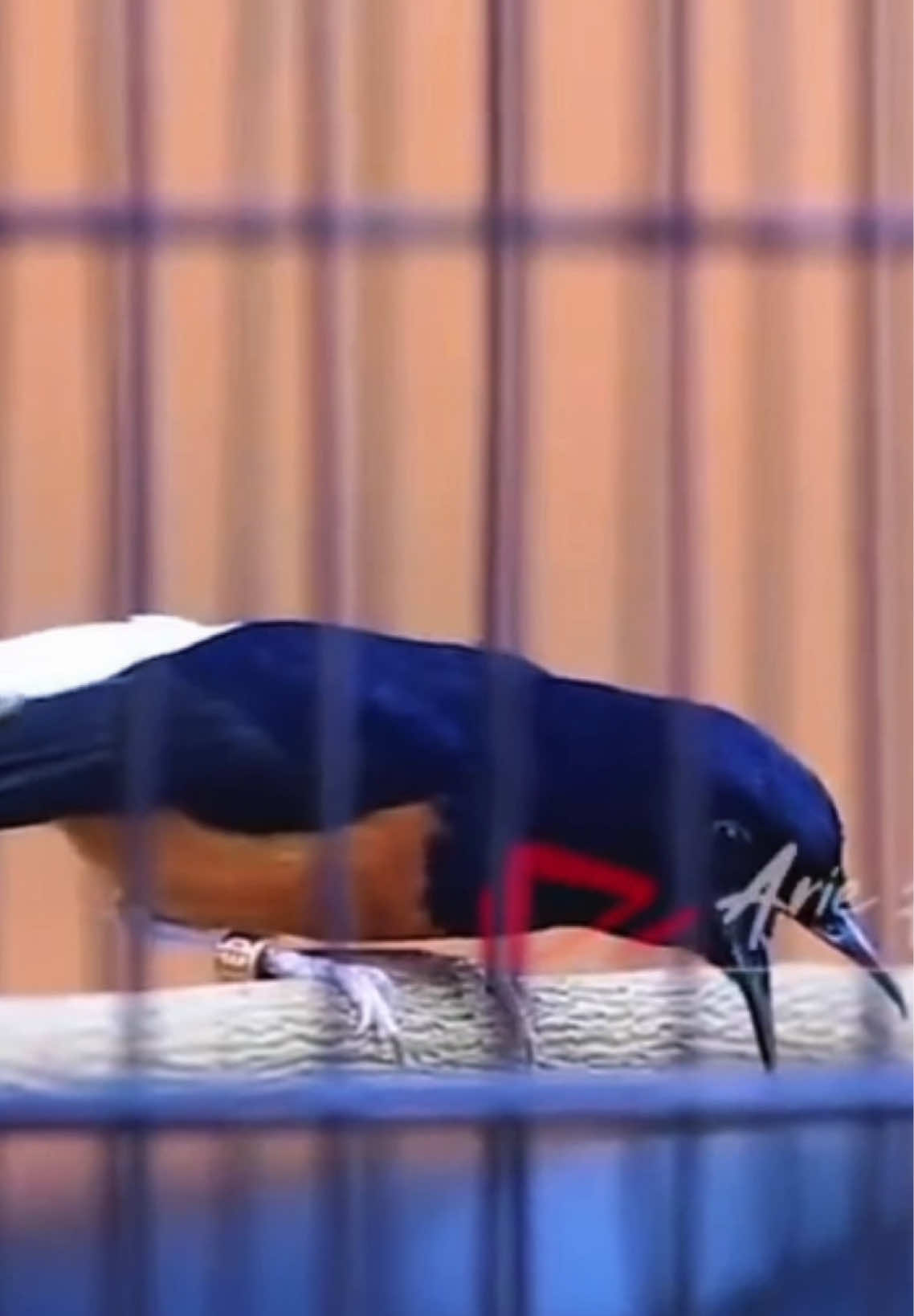 Pastol Cungkok panjang lapor ketua 🫡 . . . #fyp #kicaumania #muraibatu #burung #viral 