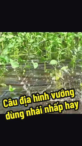 Địa hình nhiều chướng ngại vật câu nhái nhấp nhấp đúng bài #vhtan #dcgr #caulurecaloc #xuhuong 