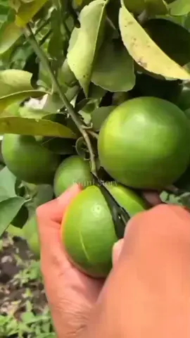 #bahayajeruknipis#infohariini🤣🤭#semogabermanfaat🙏#bahagiasllu♥♥🥰🥰🥰 