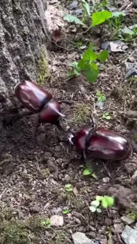 के सारो लडेको दुईजना हैट😂🤣🤣#nepalitiktok #hightlight #creative #createrserchinsightsviwe #creatorsearchinsights 