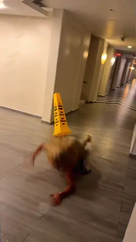 Hilarious and comical failure #funny #fail #failure #fyp 