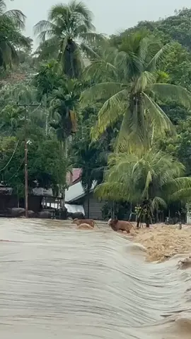 #fypppppppppppp  #banjirbandang  #sungaimas_acehbarat 