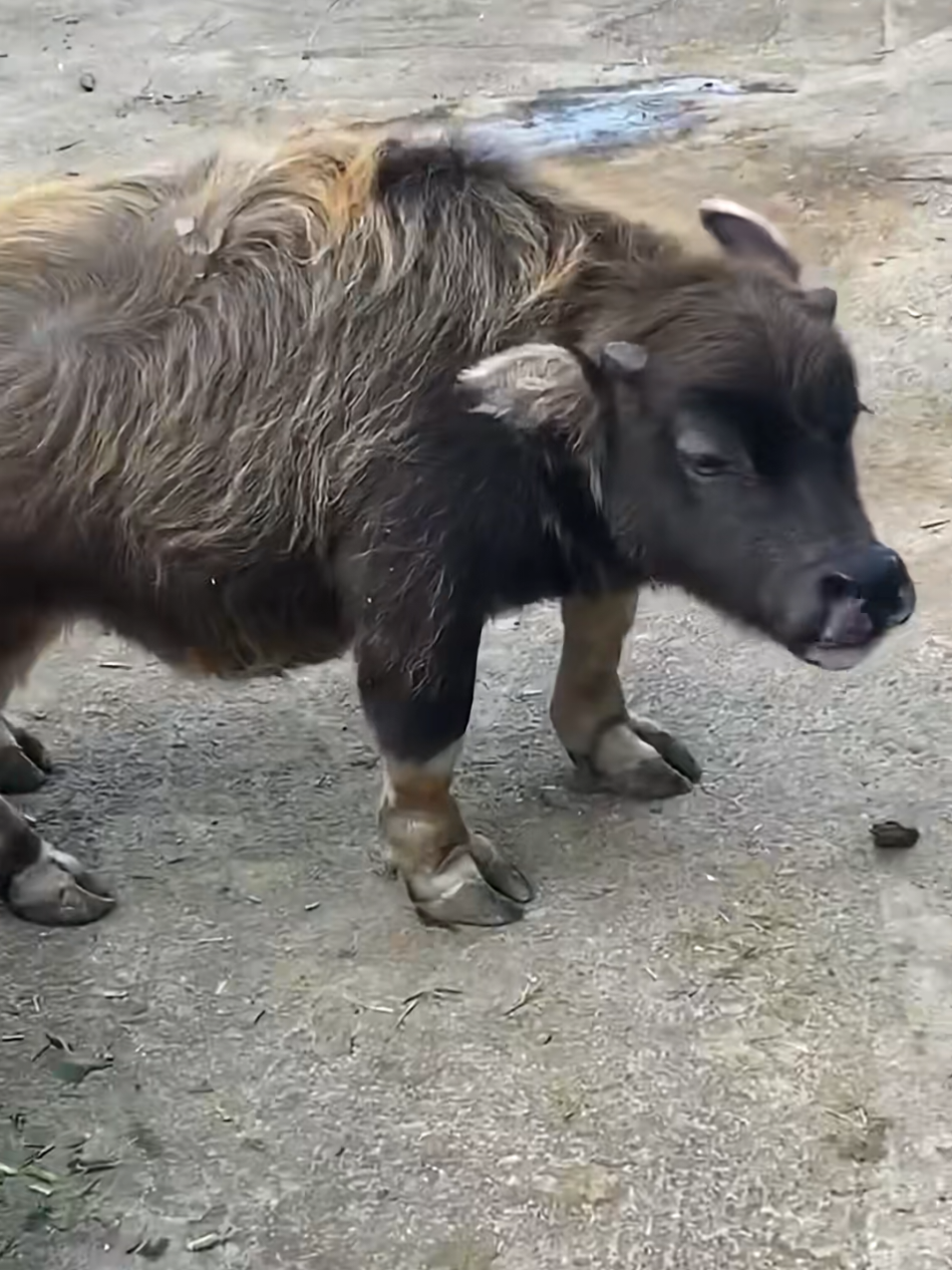 Ỏ, sao lùng tịt vậy 😂😂😂#khoanhkhacdangyeu #petcute #trâu 