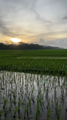 tilik sawah delaa#sunset#sunsetvibes #senjasorehari #sawahpadi🌾 