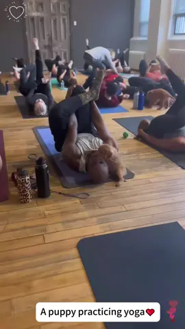 Dog in the Yoga Studio – A Paws-itively Relaxing Moment 🐾🧘‍♀️#puppyyoga#YogaWithPuppiesa   #DogLovers #PuppyLove#puppytherapy 