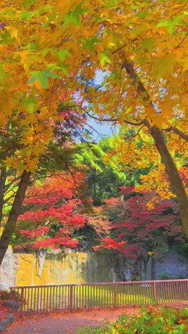 Tsurumi Park – nơi từng chiếc lá rơi cũng trở nên có câu chuyện.”#xuhuongtiktok #osaka 