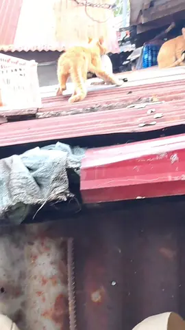 #fyp #cat  #cats #catsoftiktok  #fish 