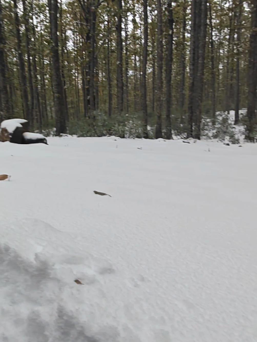 اجمل اطلالة صباحية تقدر تنوض عليها . . #camping 