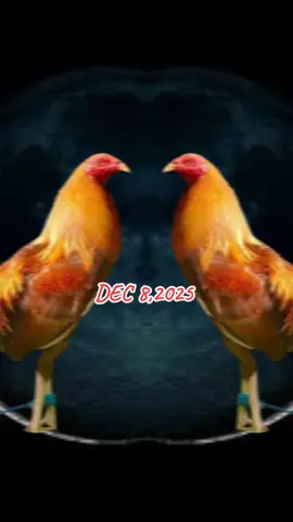 HIWAGA NG SABONG ADVANCE MERRY X MAS