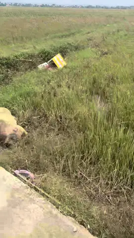 Sau những ngày lũ là những ngày tang hoang, bò nằm sáp lớp #lulutmientrung #phuyen 