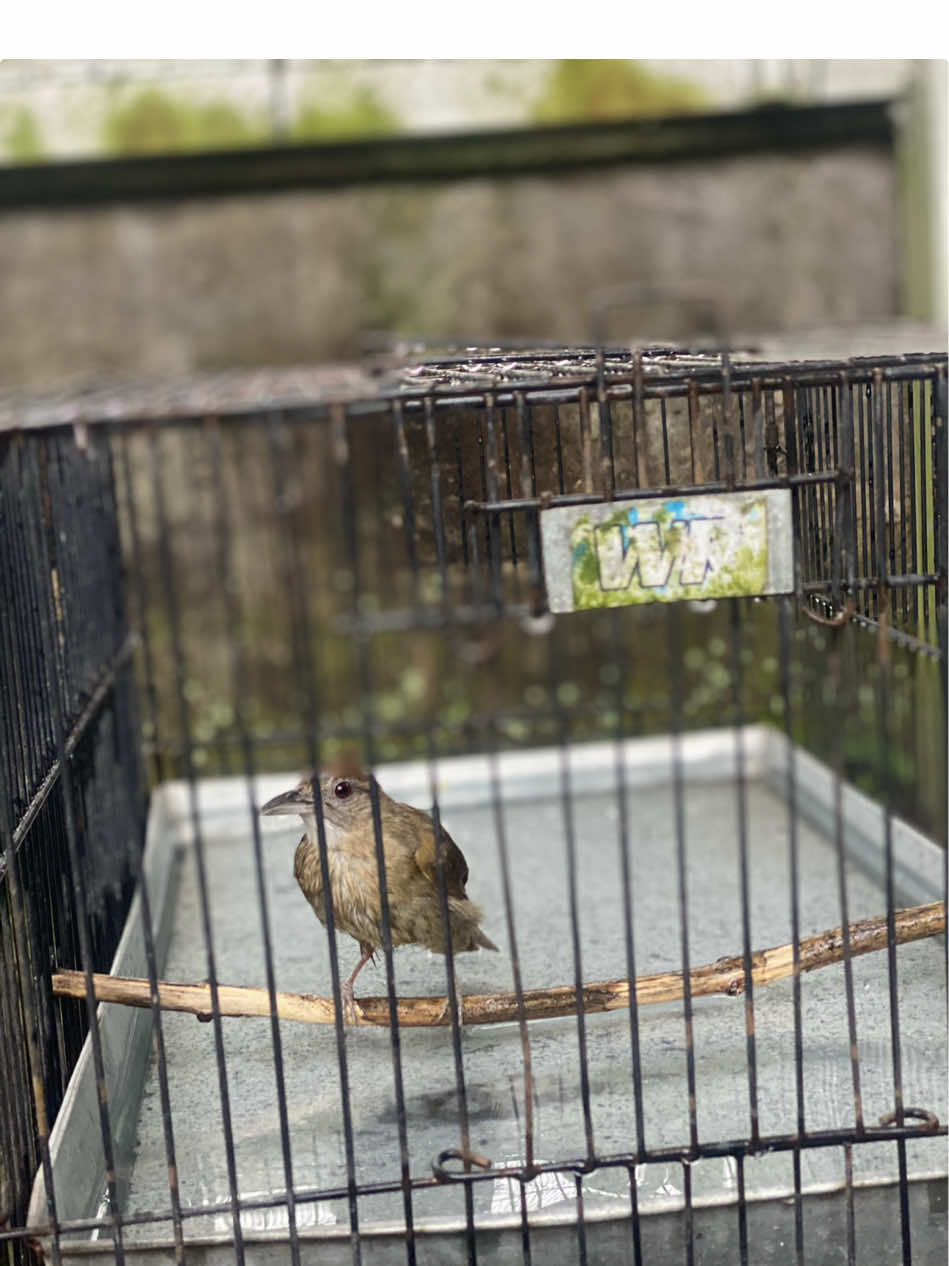 kapas tembak bahan agar rajin bunyi kuncinya cuma ada di rajin mandi 💯✅ #masteranburung #masteranmuraibatu #kapastembak  #kicaumaniaindonesia  #kapastembakgacor 