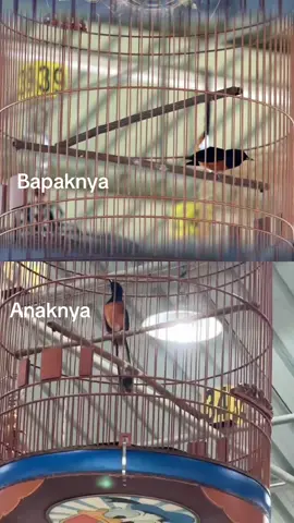 #muraibatumania #muraibatuindonesia #muraibatu #fyp #fypシ 