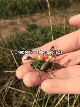 Anyax🦗😭🫶😂#saleebanimo💚💙🦁 #galmudugnimo💙🤍💚 #cadaado_galmudug_somalia🇸🇴❤🦁 #Anyaxgirl🥷🔥 #habargidirnimo🔥🦅💪🏾 