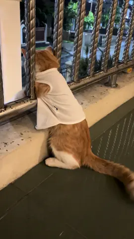 Basobok lagu rayola baliak 😭 galaunyo dapek bana 💔😿 #sadvibes🥀 #galaubrutal #rayolasadvibes🥀 #fyp #kucinggalau 