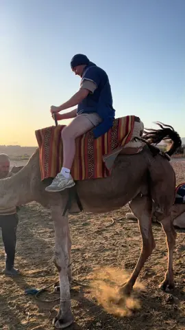 Ben gescammed was een dromedaris  #kameel #marokko #woestijn #alibaba #ysu 