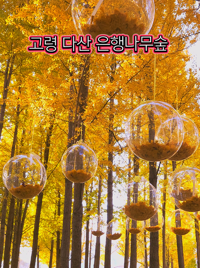#고령다산은행나무축제  #은행나무가을나들이  #은행나무명소 