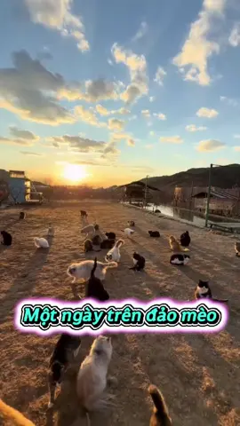 Một ngày trên đảo mèo #chuyennhansac 