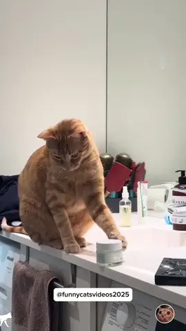 Little mischievous 😂 #cat #funnycat #funnyvideos #fyp #pourtoi 