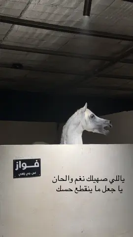 #مربط_العزم #explore #المغمس #خيل_وخياله🐎 #fffffffffffyyyyyyyyyyypppppppppppp 
