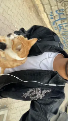 I attarct only Cats 👍🏻#foru #fyp #viral #kurd 