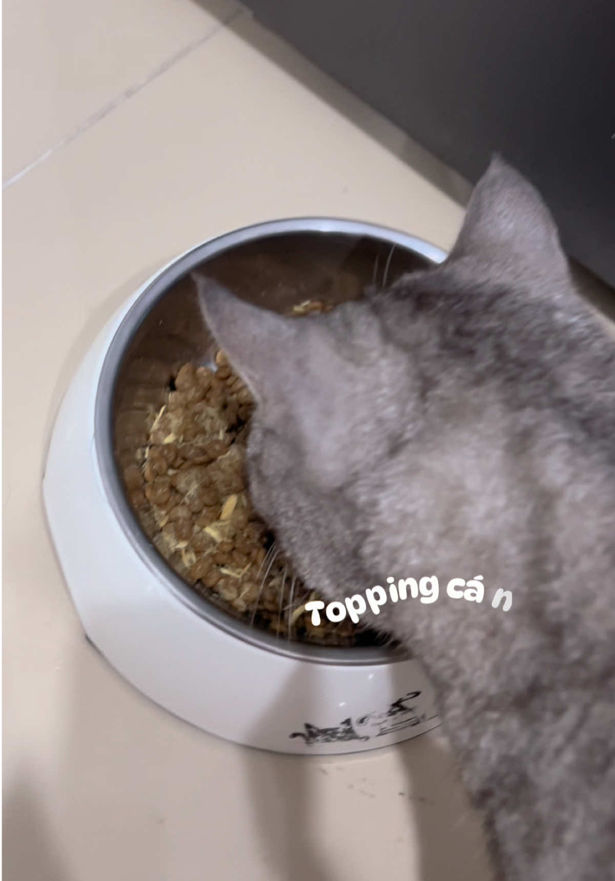 hạt cho mèo tiến sĩ, ăn xong thành giáo sư luôn 😎 #mrvet #hatchomeo #thucanchomeo #cats #nuoimeo 