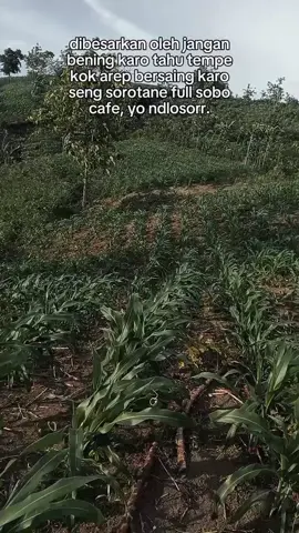 kulup godong telo #CapCut #jagungbalap🌽 #petanimuda #petanijagung #fyppppppppppppppppppppppp 