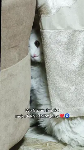 MashaAllah #cat #CatsOfTikTok #catlovers #pakistan #islamabad 